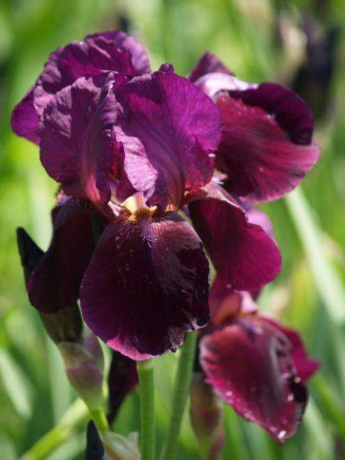 Iris Plants: 'GRAPE VELVET' - Deep grape coloured velvety flowers on tall stems
