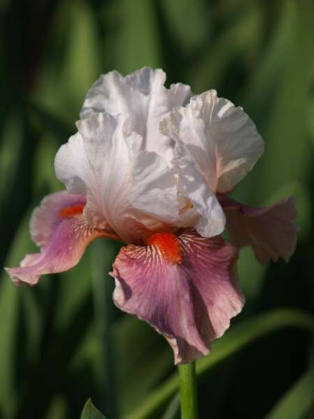 Iris Plants: CRAZY R1 START! 'CHINESE IMPRESS' - White & mauve, striking red beard!