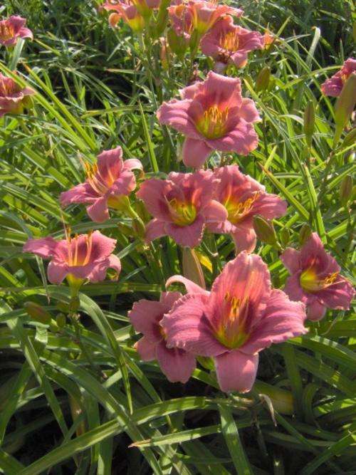 Daylily Plants: 'UNICE' -mini variety, brilliant pink with dark eyezone, exc budcount