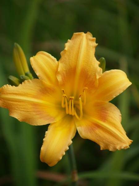 Daylily Plants: Variety: 'BRIDAL CORSAGE' - Soft custard with caramel eyezone - **PROLIFIC!**
