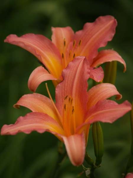 Daylily Plants: CRAZY R1 START! - 'TWINSAVER' - lovely rich pink  rebloomer, good budcount