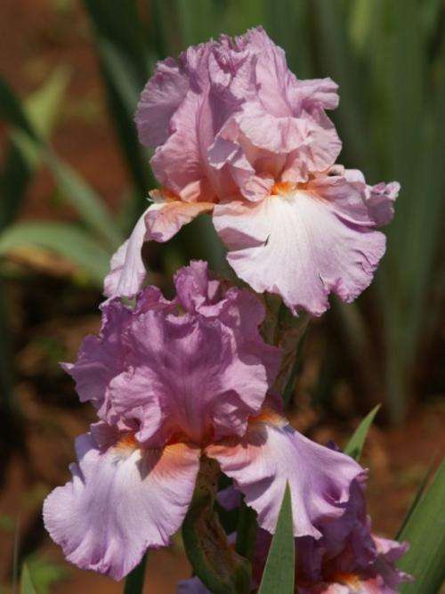 Iris Plants: PERSIAN BERRY - LIMITED! Soft mulberry with contrasting orange beard & veined cheeks
