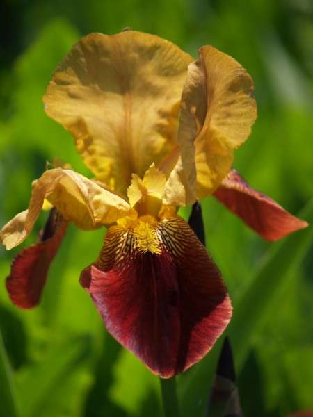 Iris Plants: RUSSIAN BRONZE - bronze standards, deep velvet maroon-red falls