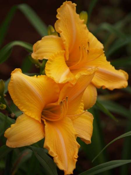 Daylily Plants: SECOND GLANCE - glowing apricot, flowering over a long period