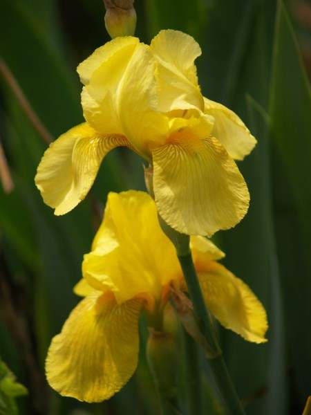 Iris Plants: 'ECHO ONE' - golden yellow, prolific, reblooming, ideal mass landscping