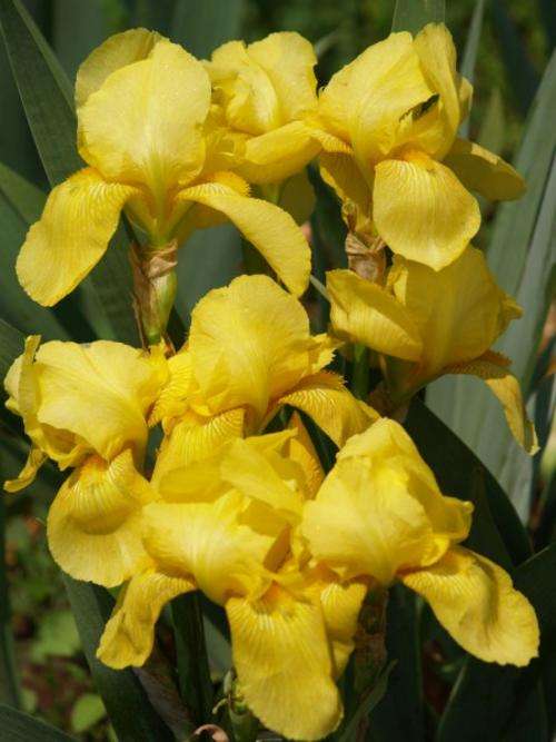 Iris Plants: 'ECHO ONE' - *IDEAL MASS LANDSCAPING!* Sparkling golden yellow, prolific, reblooming!