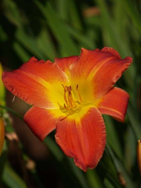 Daylily Plants: 'MOLTEN LAVA' - glowing shades of melting lava - exceptional long flowering period!
