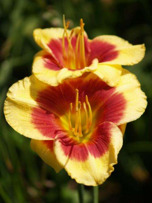 Daylily Plants:  'SUPER RED EYE' - Soft banana yellow with prominent  red eyezone. **EYECATCHING!!**
