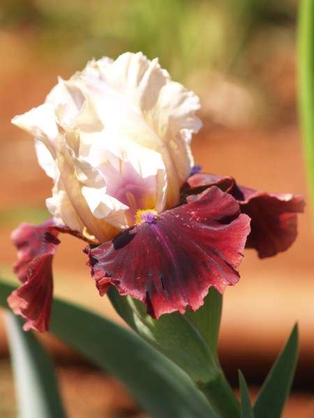 Iris Plants: MULLED WINE - soft pearl standards on deep plum velvety falls  LIMITED!