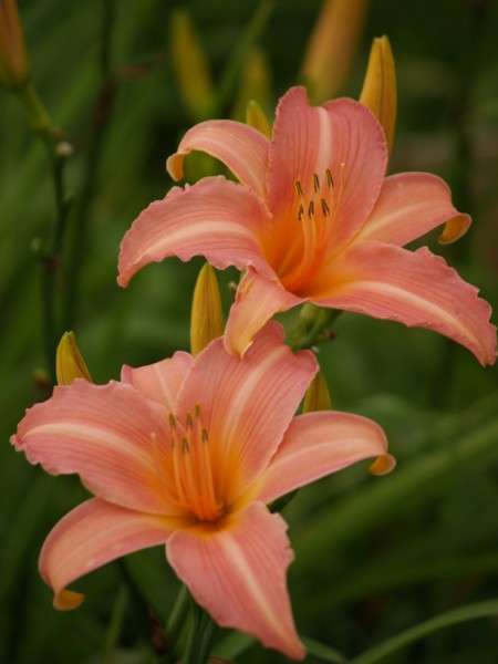 Daylily Plants:  'STRAWBERRY SHAKE' - Soft icrecream pink flowers
