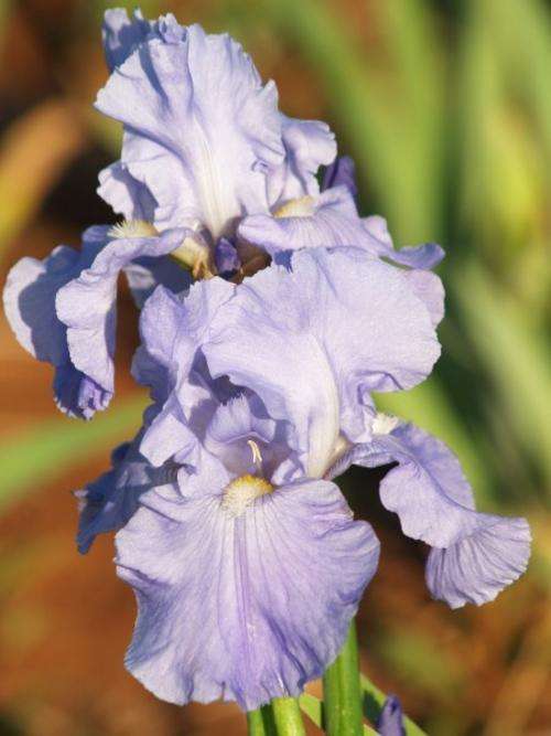 Iris Plants: 'BABBLING BROOKE'  - Stunning, HUGE Sky Blue Blooms! Unusual!
