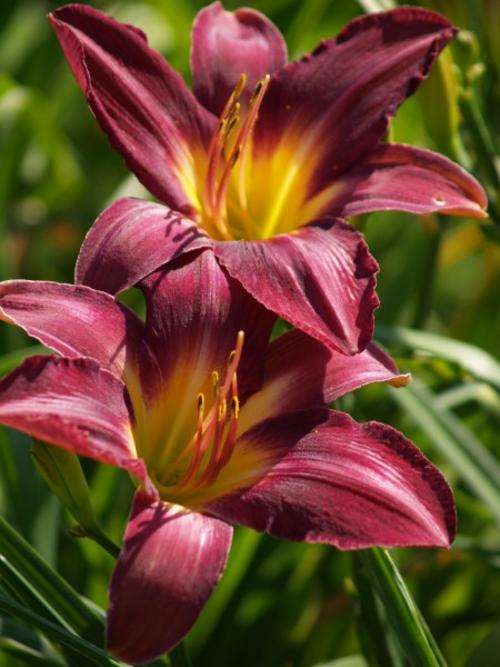 Daylily Plants: 'CHARTWELL' - BIG, intense grape coloured flowers, good budcount