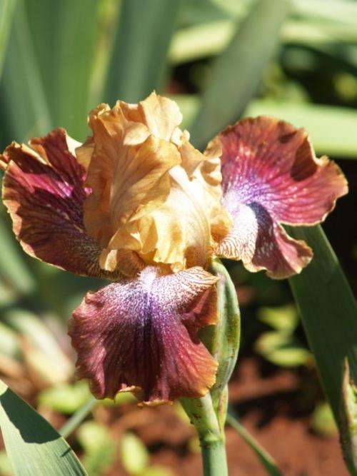Iris Plants: 'JOSEPHS MANTLE' - Copper standards, burgundy & white falls. STRONG GROWER