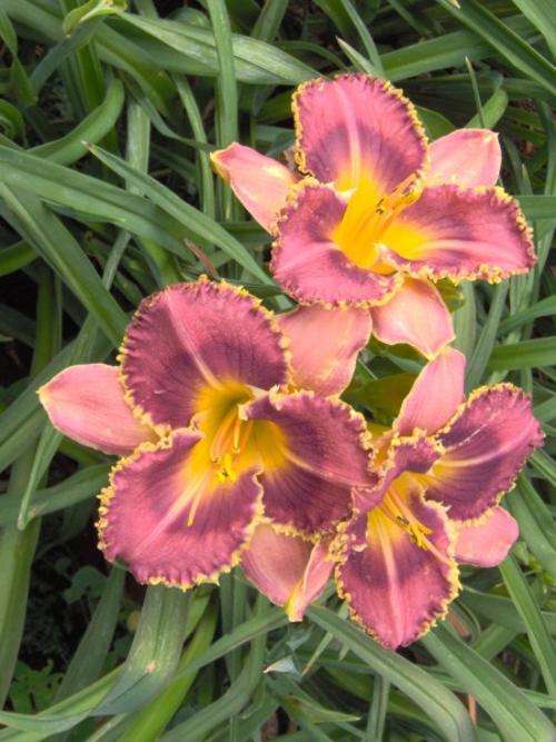 Daylily Plants: 1 ONLY!! 'BARRACUDA BAY' - SHOWSTOPPER with ruffled, serrated golden edges. LIMITED!
