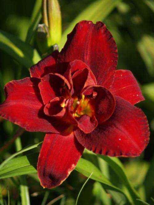 Daylily Plants: FOR THE COLLECTOR! 1 ONLY!! 'TEN PAST MIDNIGHT' - Stunning red double layered petals