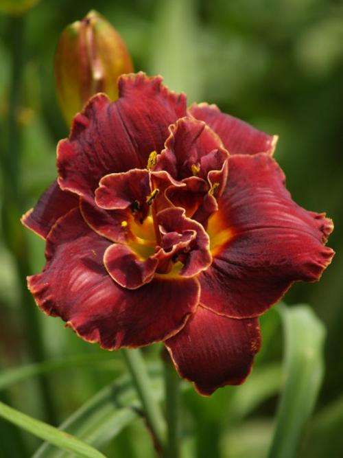 Daylily Plants: 1 ONLY! 'NIGHT EMBERS' Near black double layered, with golden edge. LIMITED!