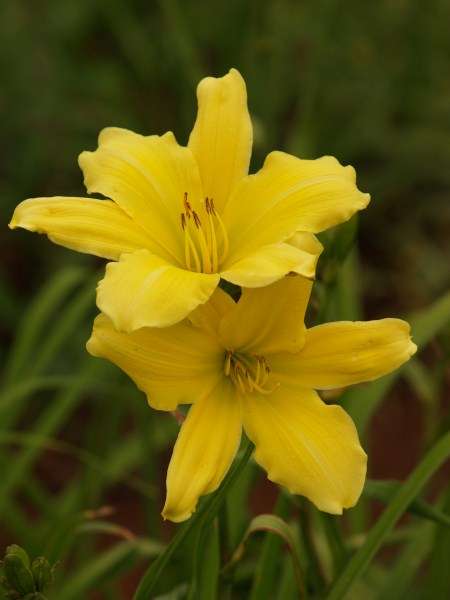 Daylily Plants:  'AMERICAN POPCORN' - Big, soft butter yellow blooms