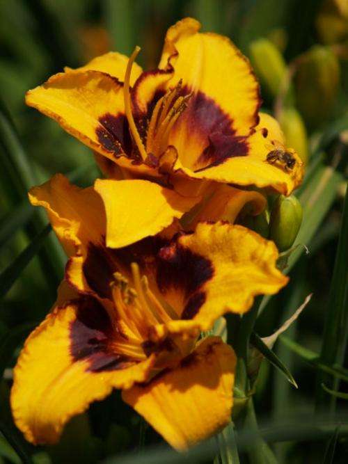 Daylily Plants: 'ROYAL HONEY' - Golden turmeric with distinct maroon eye and edge