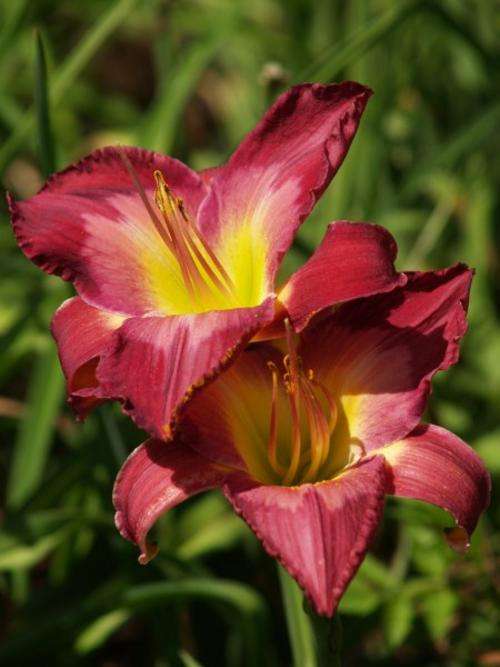 Daylily Plants: 'SEMIRAMIDE' - Rich mulberry with prominent watermark - good budcount