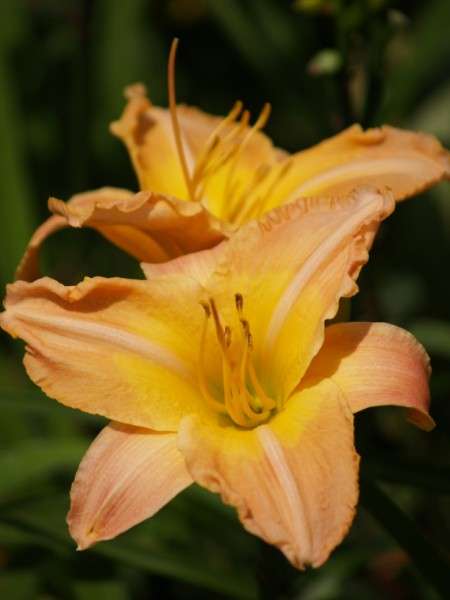 Daylily Plants: 'MAGNIFIQUE' - Soft apricot with broad yellow throat - reblooming!