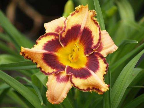 Daylily Plants:  'WHISTLER' mpl 85- STUNNING! soft pink, ruffled burgundy edge & eyezone (2 ONLY!!))