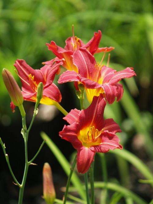 Daylily Plants: 'LITTLE RED RIDING HOOD' - NEW! mini variety. Dainty red flowers on slender stems