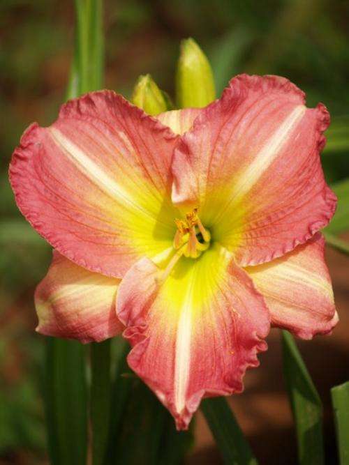 Daylily Plants: BECKY LYNN - BIG! Crisp pink petals. BEAUT! Limited stock!!