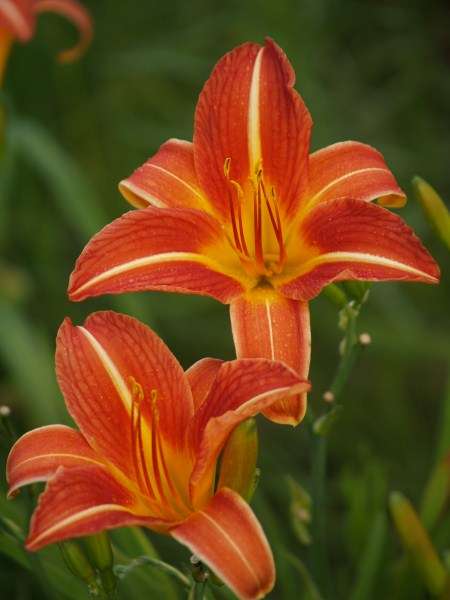 Daylily Plants: 'GLOWING SUNSET' -  Glowing red with prominent white lines on petals