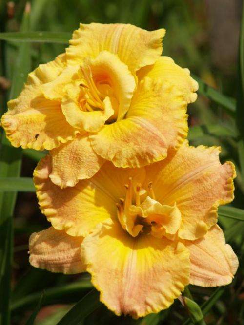 Daylily Plants: NEW!! 'FREQUENT COMMENT' - Marshmallow soft colours and true to it's name (LIMITED)