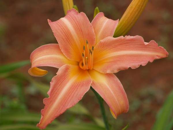 Daylily Plants:  'DATE BOOK'  - Pastel pink flowers (1st x on bob)