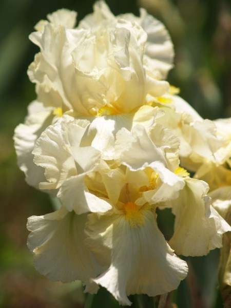 Iris Plants: 'SOUTHERN COMFORT'  - Ruffled, shimmering pearly white petals