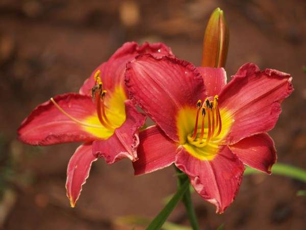 Daylily Plants: 'MPL LETITIA' -Intense cherry red coloured flowers, golden yellow throat