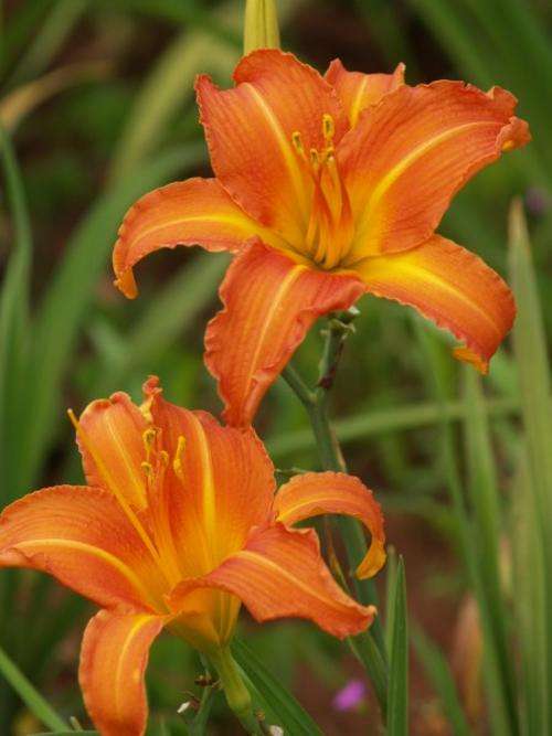 Daylily Plants: 'GLOWING EMBERS' - Brilliant orange flowering over a long period