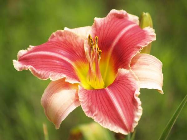Daylily Plants: 'WHAT-A-BEAUT!' -Lovely deep pink, framed in white ruffles. VERY LIMITED!