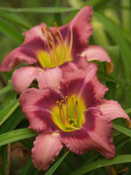 Daylily Plants: - 'NELSON' MPL 111 - Recurving,  mauve with deep grape eyezone. LIMITED!