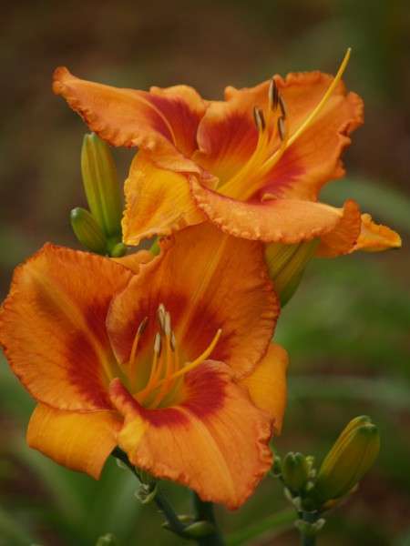 Daylily Plants: 'MANGO TIME' - Brilliant orange with red eyezone - prolific rebloomer! LIMITED!