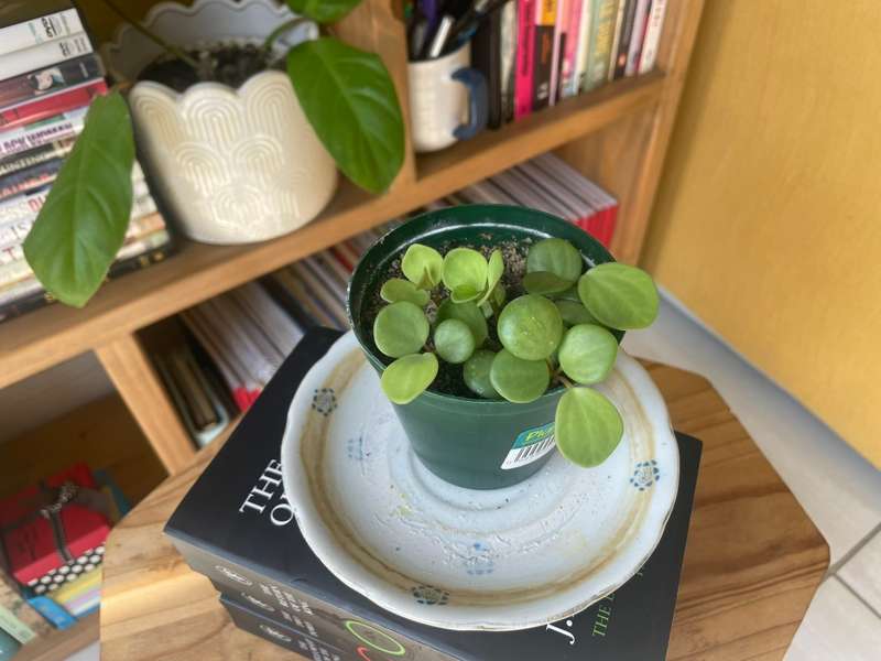 Peperomia Hope 2