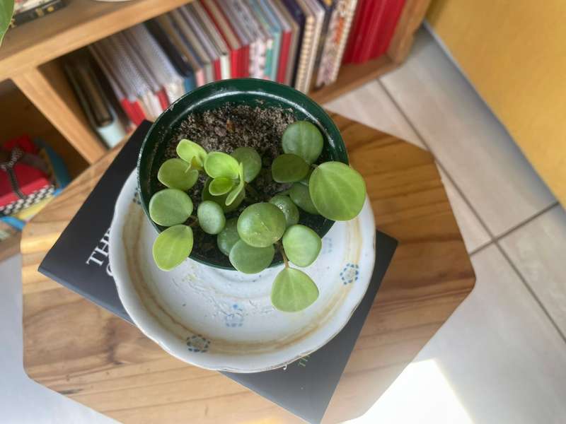 Peperomia Hope 2