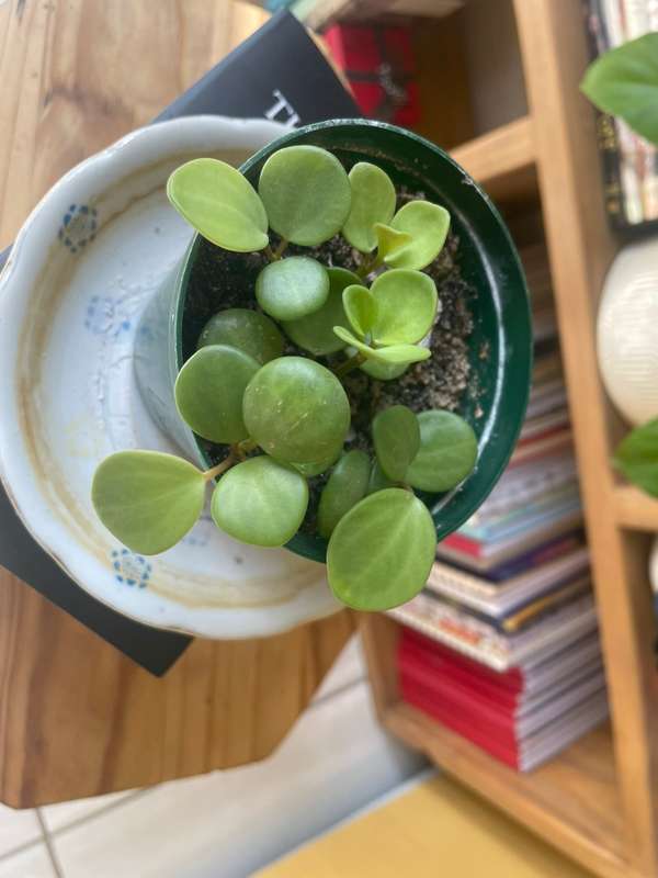 Peperomia Hope 2