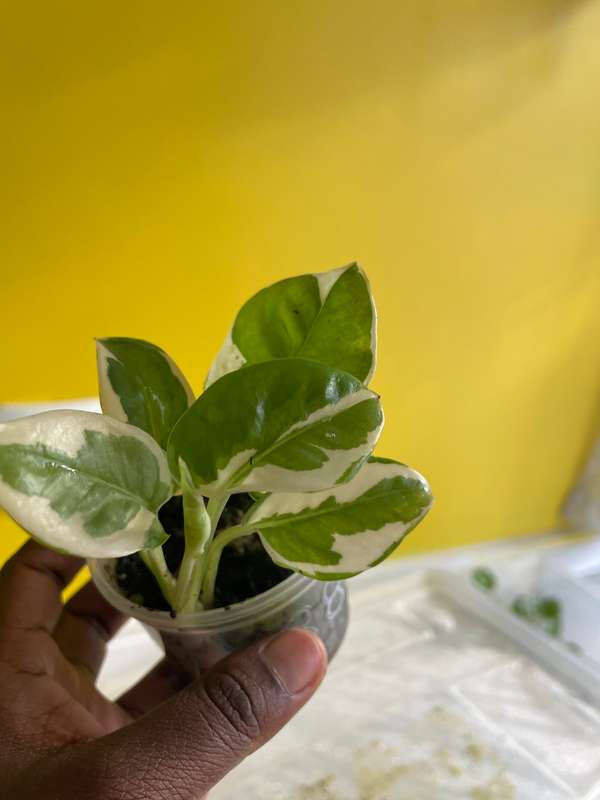 Pothos N`joy 1
