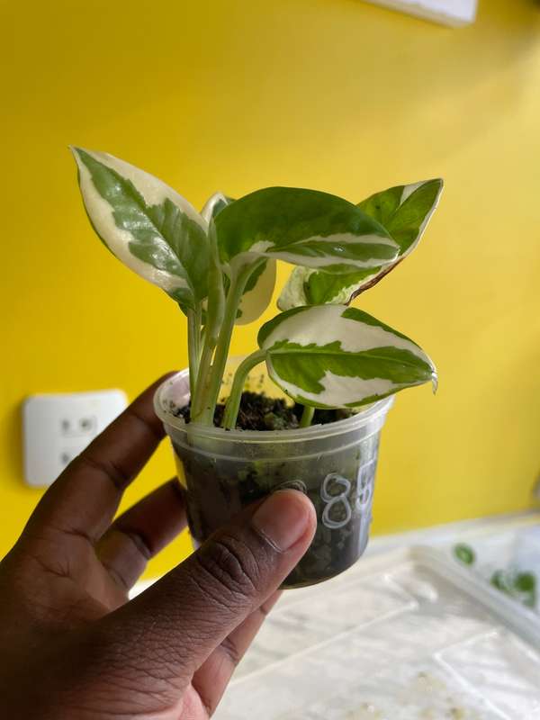 Pothos N`joy 1