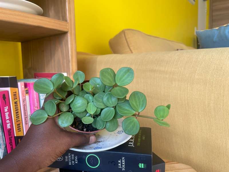 Peperomia Hope 9
