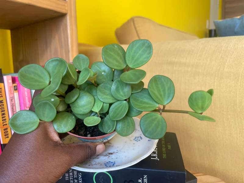 Peperomia Hope 9