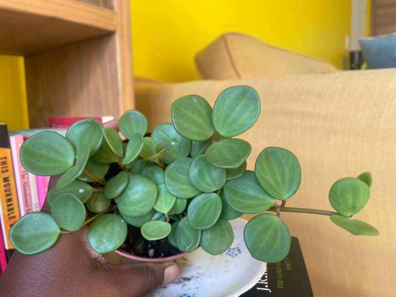 Peperomia Hope 9