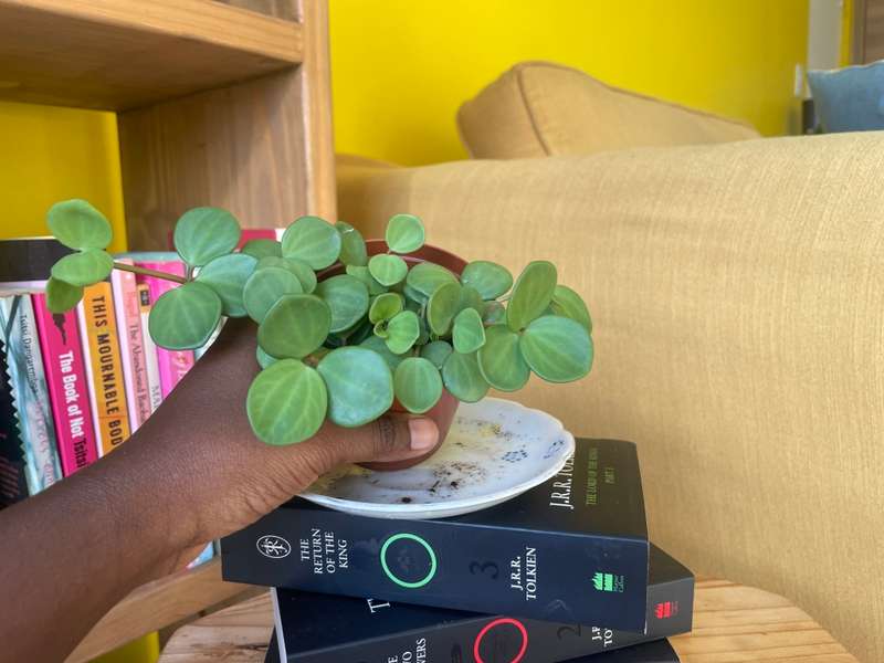 Peperomia Hope 9
