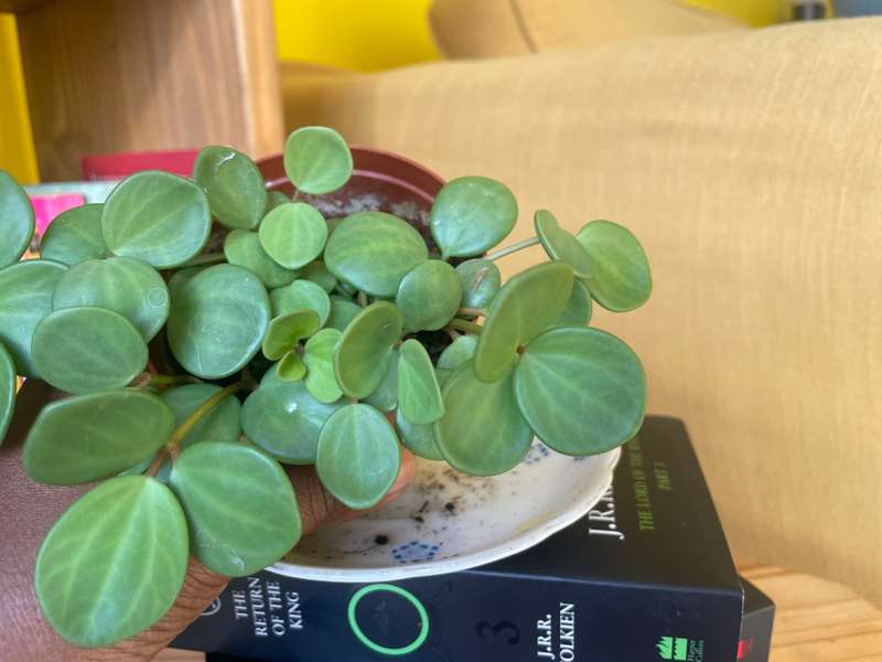 Peperomia Hope 9