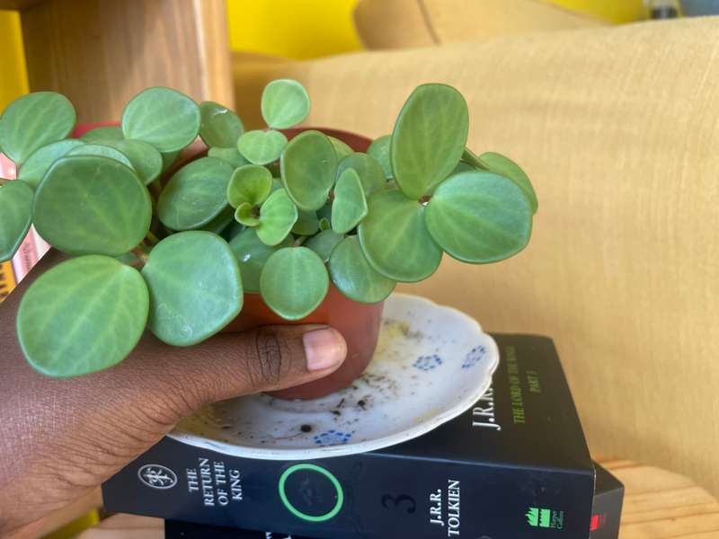 Peperomia Hope 9