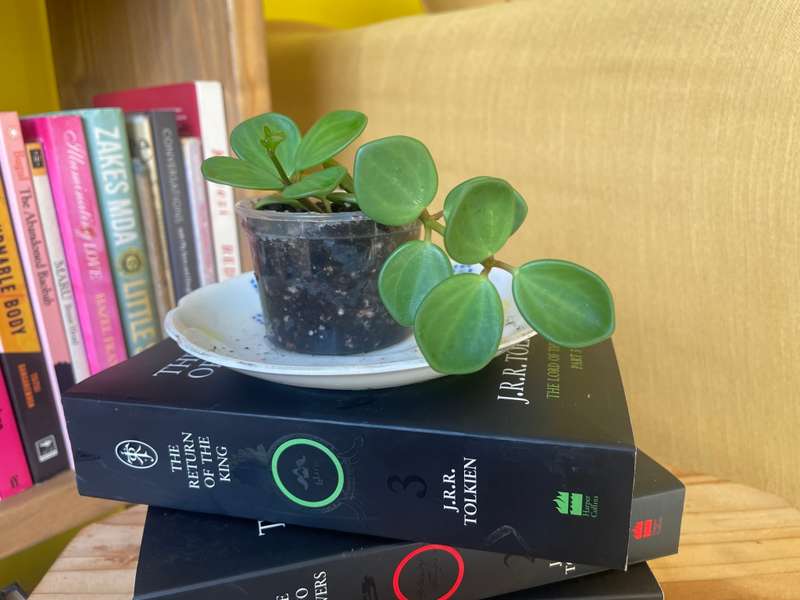 Peperomia Hope 2