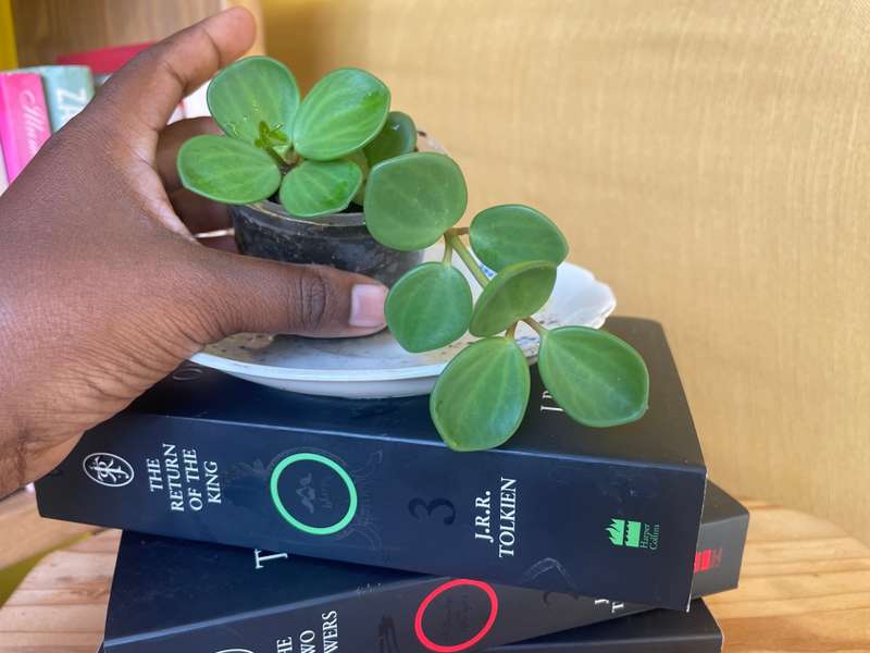 Peperomia Hope 2