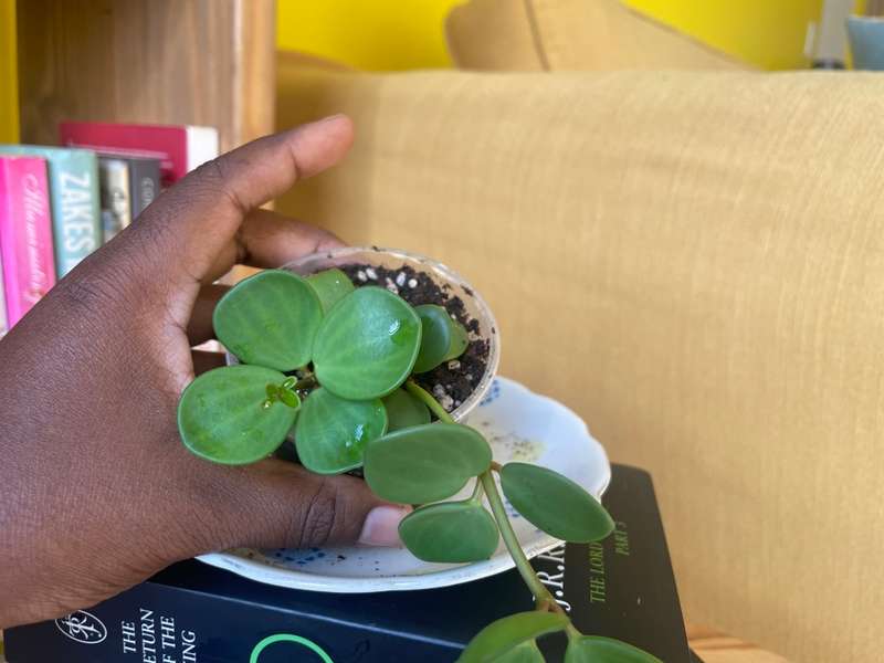 Peperomia Hope 2